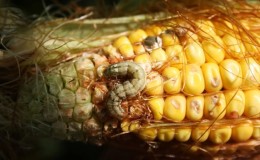 Quel est le danger d'une boule de coton sur le maïs: nous détectons l'ennemi, puis le combattons rapidement et efficacement