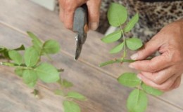 Instructions pour les jardiniers débutants: comment propager une rose grimpante avec des boutures en été par étapes