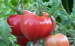 Conseils de jardiniers expérimentés sur la culture de la tomate 