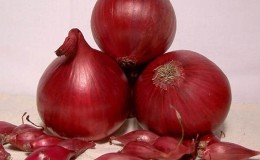 Une variété d'oignons à maturation précoce d'une riche teinte rouge - 