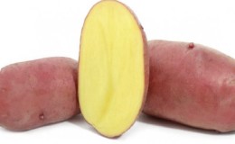 Capricieux à entretenir, mais très productif et savoureux variété de pomme de terre allemande «Merlot»