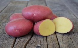 Une variété sans prétention mais productive de pommes de terre rouges Labella