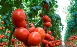 Examen des meilleures variétés de tomates hautes pour terrain découvert: aide au choix et avis des résidents d'été