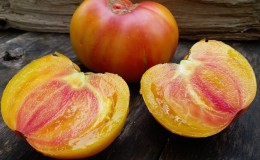 Tomate incroyablement douce et incroyablement belle 