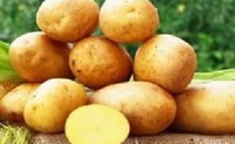 Pomme de terre rustique de mi-saison Toscane