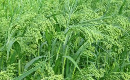 Qu'est-ce que le mil, comment pousse-t-il et où est-il appliqué