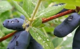 Variété sucrée comestible de chèvrefeuille 
