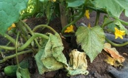 Comment gérer le concombre fusarium: conseils vitaux de jardiniers et moyens éprouvés