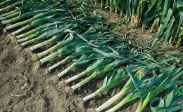 Instructions pour la culture des poireaux: plantation et entretien en plein champ avant l'hiver