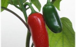 Qu'est-ce que le piment jalapeno, comment est-il cultivé et utilisé