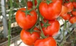 Quelles sont les tomates déterminantes: nous comprenons le concept et nous nous familiarisons avec les meilleures variétés représentatives