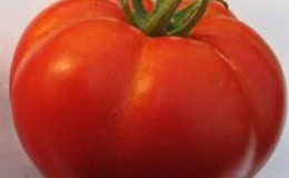 Un invité d'honneur de votre banlieue est la tomate «Personne importante» et ses avantages par rapport aux autres variétés