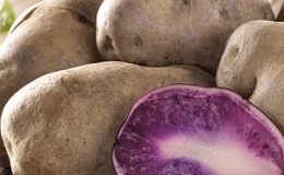 Variété de pomme de terre de table mi-précoce Gourmet Purple