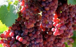 Des moyens fiables pour identifier vous-même le cépage