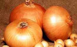 Variété d'oignon à haut rendement et tolérante au froid Stuttgarter Riesen