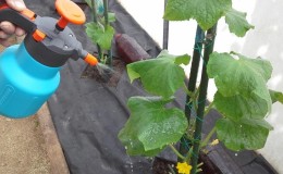 Ce qui est utile pour nourrir les concombres avec de l'ammoniaque et comment l'utiliser correctement