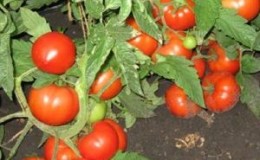 Guide du débutant: cultiver une tomate hybride 