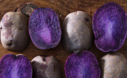 Propriétés utiles, caractéristiques de culture et description de la variété de pomme de terre violette