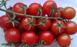 Quels sont les bienfaits des tomates cerises pour le corps?