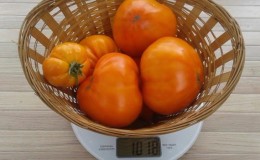 Prometteur et adoré par de nombreux agriculteurs tomate 