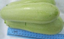 Nous cultivons correctement les courgettes Aral résistantes aux maladies et battons des records de rendement
