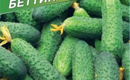 Un hybride précoce de concombres «Bettina» pour les serres, en pleine terre et poussant sur un rebord de fenêtre