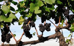 Instructions pour les vignerons débutants: comment multiplier les raisins par superposition en été
