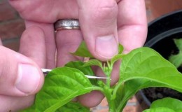 Dois-je pincer les poivrons: arguments pour et contre, un guide pour la formation correcte d'un buisson