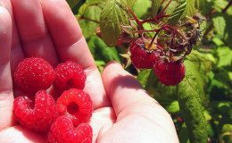 Comment et quoi nourrir les framboises remontantes en juillet