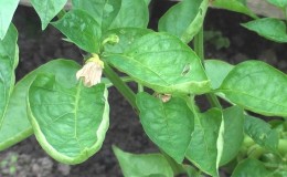 Pourquoi les feuilles de poivron s'enroulent-elles et que faire à ce sujet