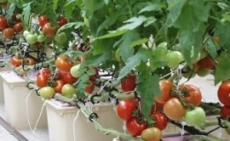 Secrets de la culture des tomates à la maison en culture hydroponique