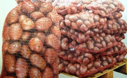Règles de stockage des pommes de terre: peut-il être lavé avant la ponte