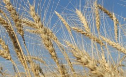 Quelle est la technologie de culture du seigle d'hiver et son rendement final