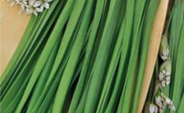 Oignon vivace au parfum agréable 