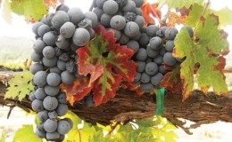 Pinotage hybride raisin rouge
