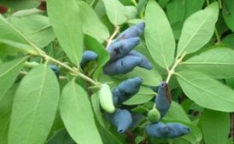 Hauteur des buissons et des arbres de chèvrefeuille adultes