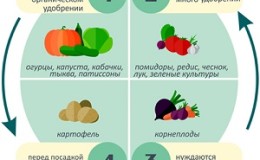 Après quoi, vous pouvez et ne pouvez pas planter du chou pour l'année prochaine