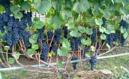 Cultiver des raisins pour les débutants