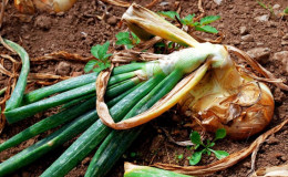 Attention, mouche de l'oignon: comment se battre et gagner