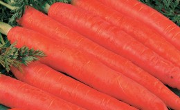 Grande variété de carottes Géant rouge