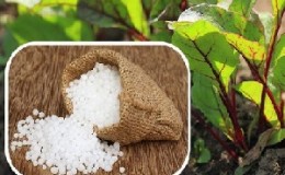 Comment, quand et quoi nourrir les betteraves en juillet-août: les secrets de la technologie agricole pour obtenir une récolte riche