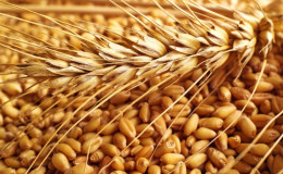 Quelles sont les classes de blé et en quoi elles diffèrent les unes des autres