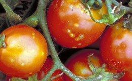 Quel est le danger du cancer bactérien des tomates et comment y faire face par vous-même: méthodes folkloriques et conseils de résidents d'été expérimentés