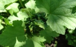 Pourquoi les feuilles de cassis se courbent et que faire avec