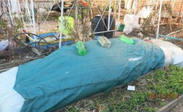 Instructions étape par étape sur la façon de couvrir correctement les figues pour l'hiver et de préparer l'arbre au froid