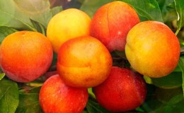 Les meilleures variétés de prune cerise pour la région de Moscou