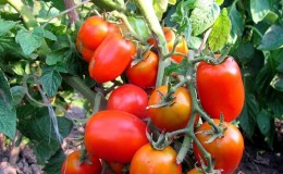 Une variété précoce, idéale pour un climat frais - Tomate Buyan et instructions pour sa culture