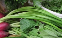 Est-il possible de manger la tige et les feuilles d'un radis