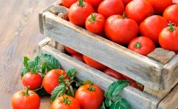 Nous apprendrons à conserver les tomates à la maison et à déguster des fruits frais jusqu'à l'hiver