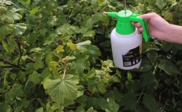 Pourquoi la floraison noire apparaît-elle sur les groseilles à maquereau, à quelle vitesse la laver et si cette plante va guérir